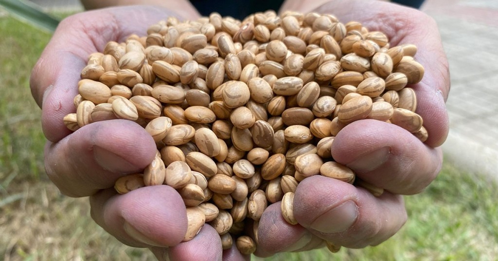 PREFEITURA E EMATER SE UNEM PARA DISTRIBUIR DEZENAS DE SACAS DE SEMENTES DE FEIJÃO