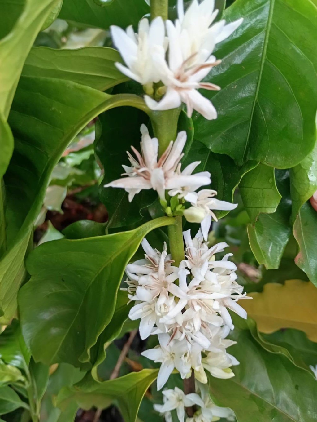 SECRETARIA MUNICIPAL DE AGRICULTURA ALERTA CAFEICULTORES SOBRE FLORADA ANTECIPADA EM CAFEZAIS DE CLARAVAL