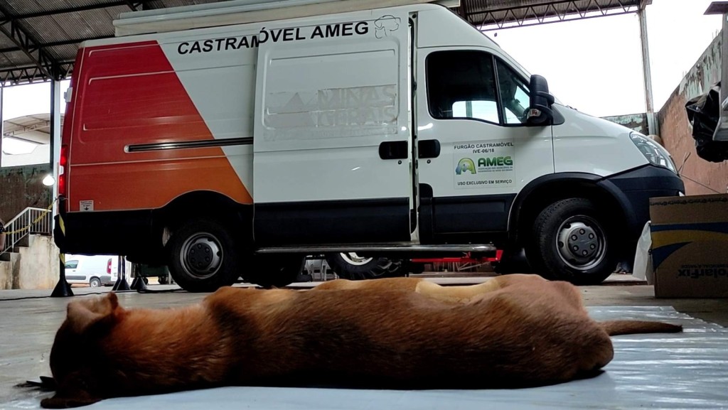 CAMPANHA DE CASTRAÇÃO REALIZA 157 PROCEDIMENTOS EM CLARAVAL
